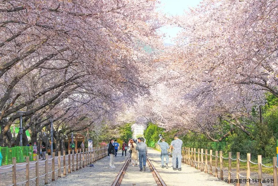 🌊 Busan · Jinhae
